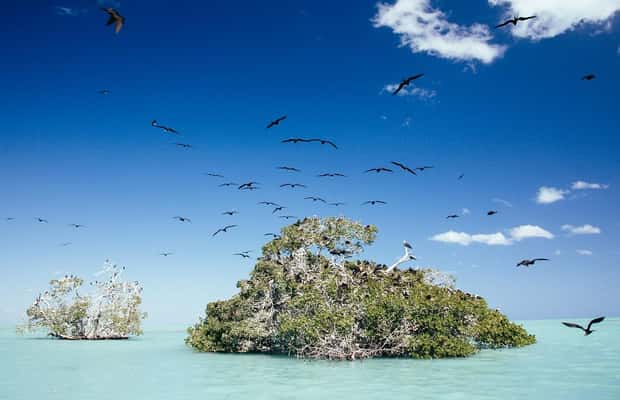 afbeelding n.1 van Tulum: SIAN KAAN biosfeer rondvaart, dolfijnen, snorkelen activiteit in Coba Stad, geüpload door aanbieder