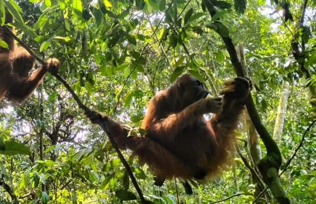afbeelding n.1 van Bukit Lawang: Een unieke wildlife tour & overnachting in de jungle activiteit in Riau, geüpload door aanbieder