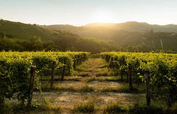 billede nr.1 af aktiviteten Monforte d'Alba: Barolo-smagning, vingårds- og kælderbesøg i Monforte d'Alba, uploadet af udbyder