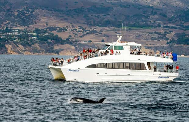 bild nr.1 av Long Beach: Valskådningskryssning och delfinskådning aktivitet i Los Angeles, uppladdad av arrangören
