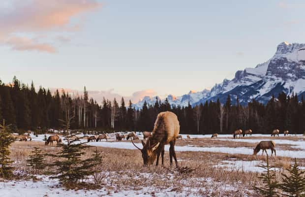 image n.1 of PRIVATE Wilderness and Wildlife Walking Tour - 2.5H activity in British Columbia, uploaded by supplier