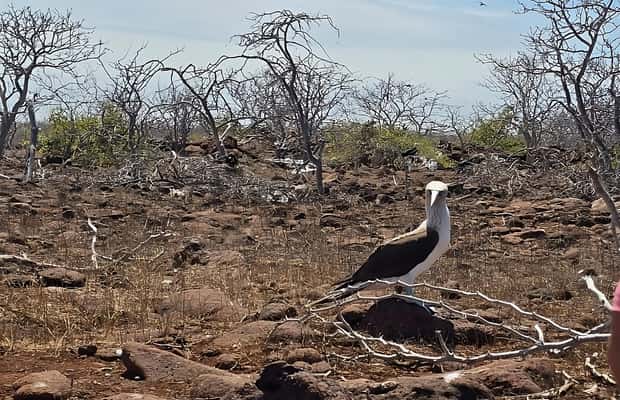 image n.1 of North Seymour Island: Full-Day Tour in Galapagos activity in Galápagos Islands, uploaded by supplier
