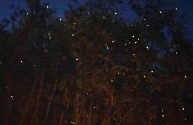 billede nr.1 af aktiviteten Kuala Lumpur: Kuala Selangor Fireflies and Blue Tears Tour i Kuala Selangor, uploadet af udbyder