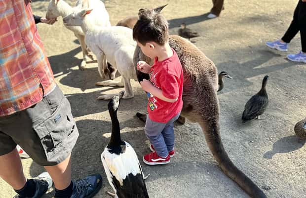 imagen n.º 1 de Desde Adelaida: Abraza a un Koala y Visita Histórica a Hahndorf actividad en Adelaida, subida por el proveedor