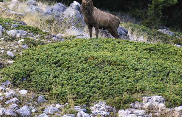 아브루초에서 아브루초, 라치오 및 몰리세 국립공원: 트레킹 & 야생동물. 액티비티의 1번 이미지, 공급업체 업로드