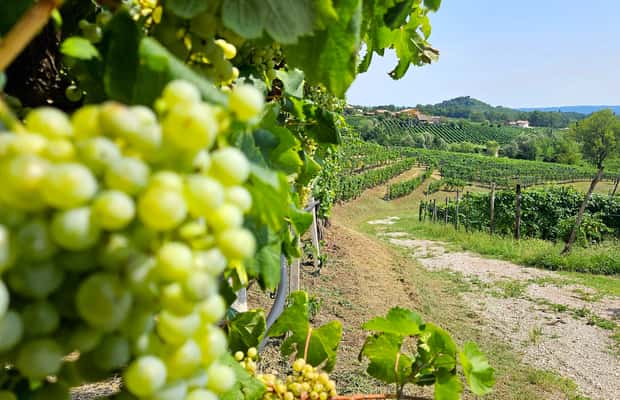 Obraz nr 1 z atrakcji Z Wenecji: Całodniowa wycieczka po Prosecco z degustacją wina i lunchem w Wenecja, przesłany przez organizatora