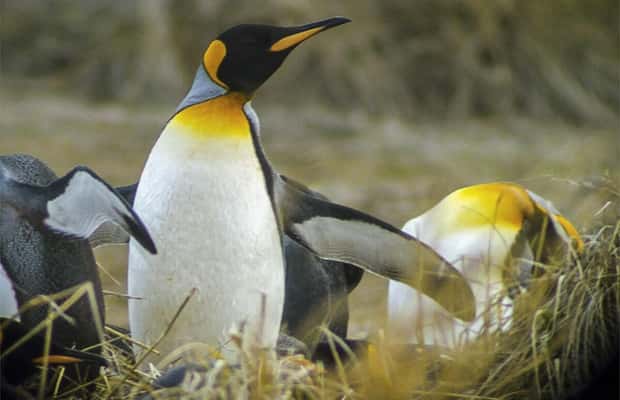 imagem n.1 de Ushuaia: Passeio de barco pelo Canal de Beagle e experiência com pinguins atividade em Terra do Fogo, carregada pelo fornecedor