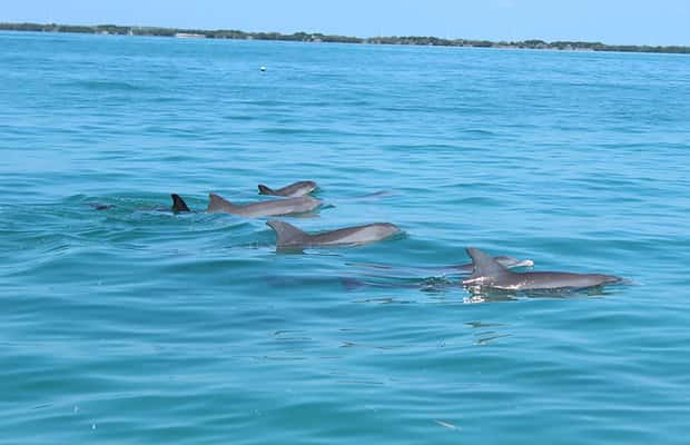imagen n.º 1 de Eco-Tour Privado de 2 Horas actividad en Islamorada, subida por el proveedor