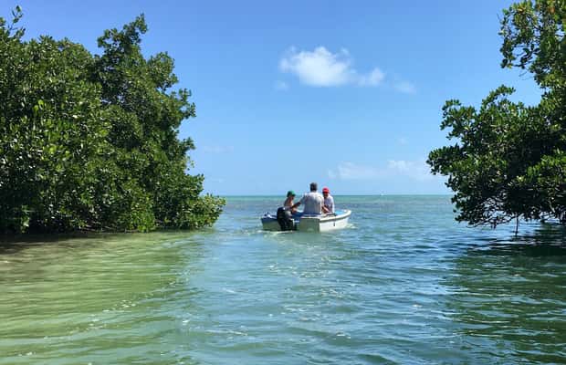 imagen n.º 1 de Cayo Hueso Excursión en lancha por los Manglares y los Bares actividad en Cayo Hueso, subida por el proveedor