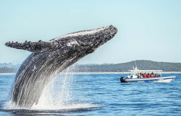 image n.1 of Byron Bay: Whale Watching Cruise with a Marine Biologist activity in New South Wales, uploaded by supplier