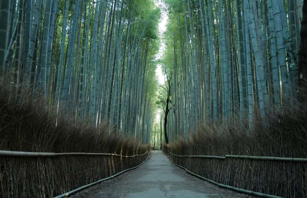 image n.1 of Kyoto: Arashiyama Bamboo Forest Hiking Tour activity in Kyoto, uploaded by supplier