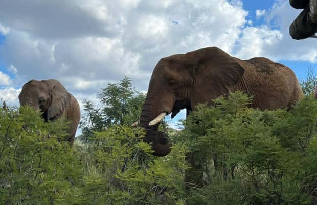 imagem n.1 de Parque Nacional Kruger: Excursão de 4 dias para o melhor safari atividade em Pilgrim's Rest, África do Sul, carregada pelo fornecedor