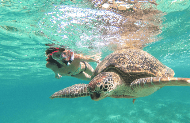 afbeelding n.1 van Vanuit Tulum: Tulum, Cenote en schildpaddenzwemtour in Akumal activiteit in Tulum, geüpload door aanbieder