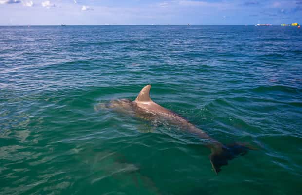 imagen n.º 1 de Delfines y snorkel en Cayo Hueso actividad en Estados Unidos, subida por el proveedor