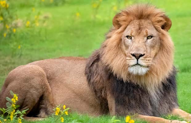 Immagine nº 1 di New Orleans: Biglietto per lo zoo di Audubon e opzione combinata attività a New Orleans, caricata dal fornitore