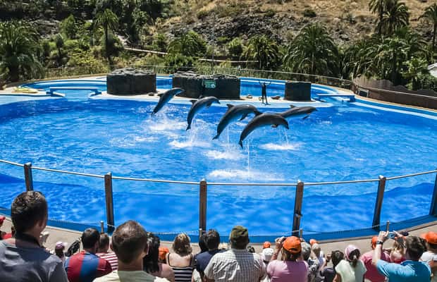 imagen n.º 1 de Maspalomas: Ticket de entrada a Palmitos Park con Espectáculos de Delfines y Aves actividad en Maspalomas, subida por el proveedor