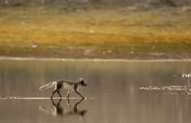 image n.1 of Longyearbyen: Wildlife Safari & Hiking Photography Tour activity in Longyearbyen, uploaded by supplier