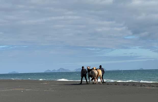 imagen n.º 1 de sur de Islandia: Excursión a caballo por la playa negra actividad en Hvolsvöllur, subida por el proveedor