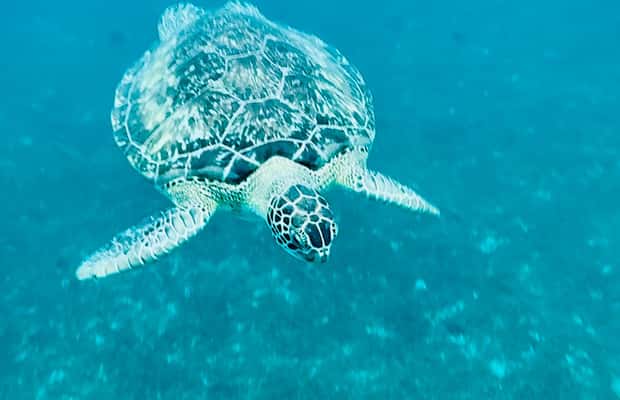 Image N°1 de Martinique : Découverte des tortues et des anses coralliennes activité à Les Anses-d’Arlet, publiée par le prestataire