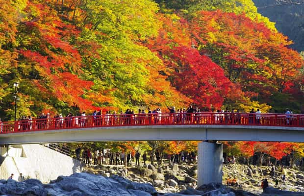 image n.1 of From Nagoya: Obara Shiki-Zakura and Korankei Autumn Trip activity in Nagoya, uploaded by supplier