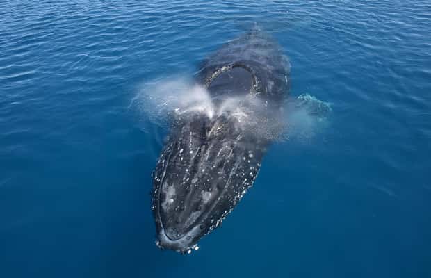 image n.1 of Noosa: Humpback Whale Watching Tour activity in Noosa Heads, uploaded by supplier