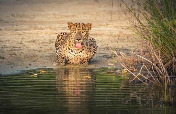 image n.1 of Sri Lanka: 10-Day Private Tour with 4*, Half-Board Hotels activity in Dambulla, uploaded by supplier