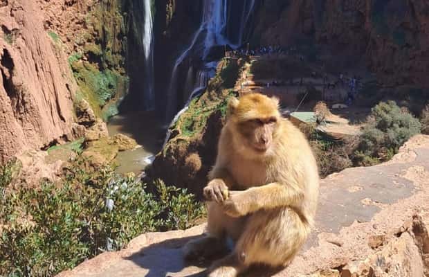 Trip Marrakech ouzoud