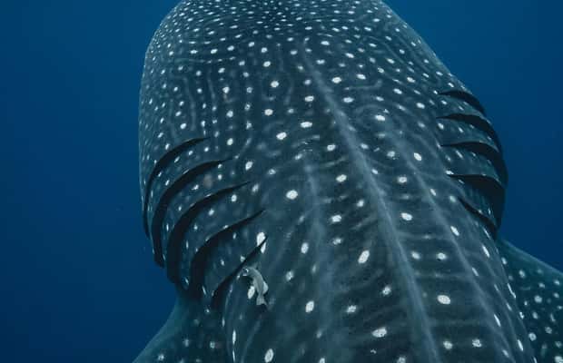 image n.1 of Whale Shark swimming ocean safari all included tour activity in Quintana Roo, uploaded by supplier
