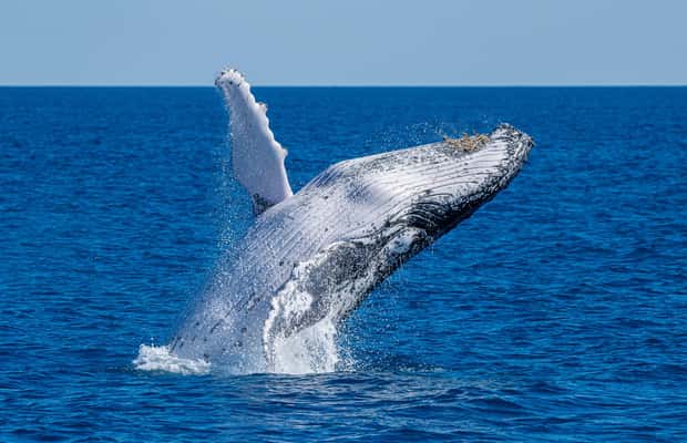 image n.1 of Noosa; Noosa Thriller Whale Watching activity in Noosaville, uploaded by supplier