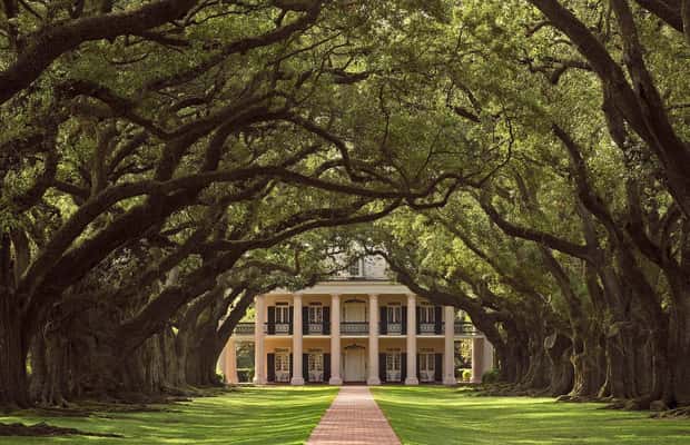 Immagine nº 1 di New Orleans: Tour di mezza giornata della piantagione di Oak Alley attività a Vacherie, Louisiana, caricata dal fornitore