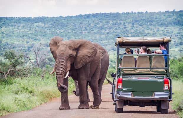 imagem n.1 de De Joanesburgo: Safari de vida selvagem em Pilanesberg atividade em Noroeste, África do Sul, carregada pelo fornecedor