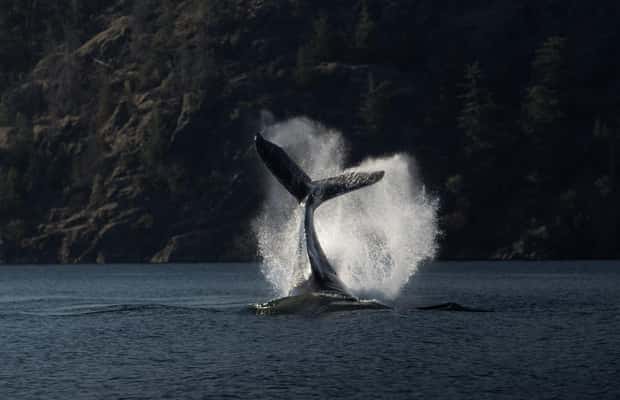 image n.1 of Campbell River: Whale & Wildlife Discovery Cruise activity in British Columbia, uploaded by supplier