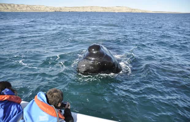 Bild Nr. 1 von Puerto Piramides: Walbeobachtungstour mit dem Boot Aktivität in Argentinien, hochgeladen vom Anbieter