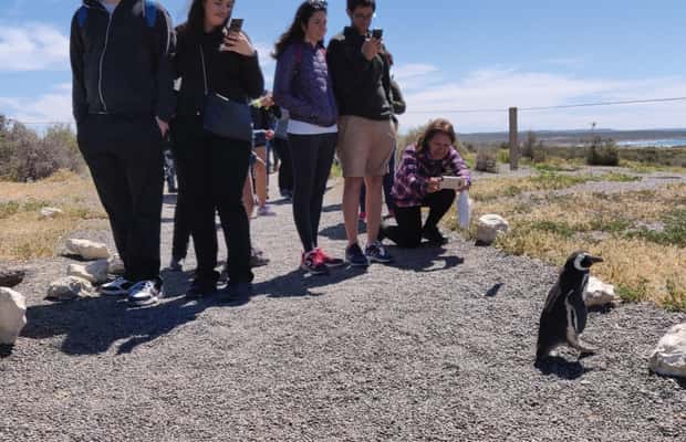 Bild Nr. 1 von Punta Tombo Cruise Landausflug - Spaziergang zwischen Pinguinen Aktivität in Chubut Provinz, hochgeladen vom Anbieter