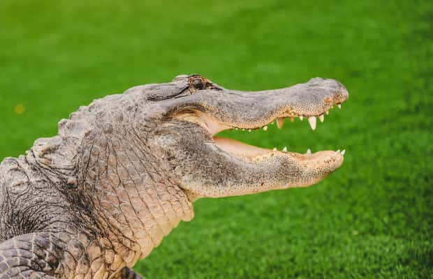 image n.1 of Miami: Wild Everglades Airboat Ride and Gator Encounters activity in Miami, uploaded by supplier