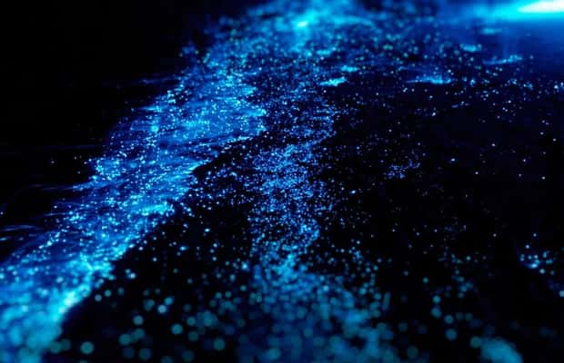 image n.1 of Bioluminescence Night Paddle activity in Friday Harbor, Washington, uploaded by supplier