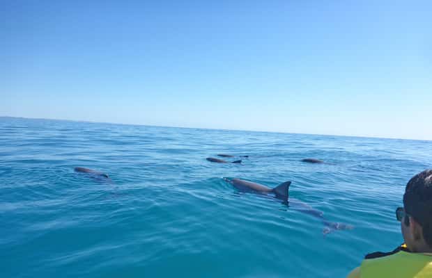 Image N°1 de Excursion en kayak à la rencontre des dauphins et visite du parc national en 4X4 sur la plage (privée) activité à Région de Gympie, publiée par le prestataire