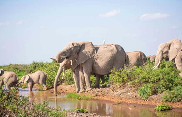 image n.1 of Nairobi: Day Tour to Amboseli National Park & Maasai Village activity in Central Kenya, uploaded by supplier