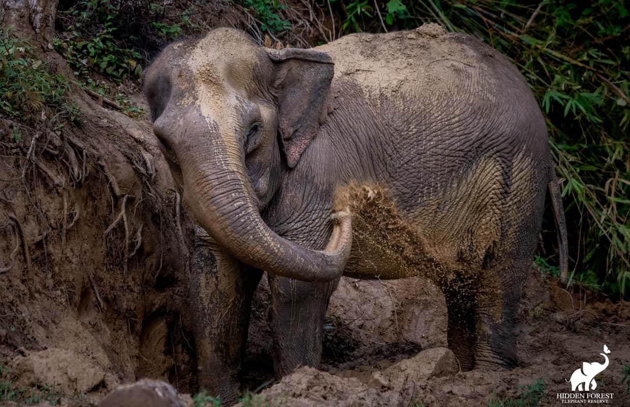 Ethical Elephant Sanctuary Phuket: Hidden Forest Reserve Tour
