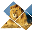 Focus Travel and Tours