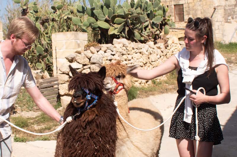 Gozo Alpaca Walks : with feeding and farm visit