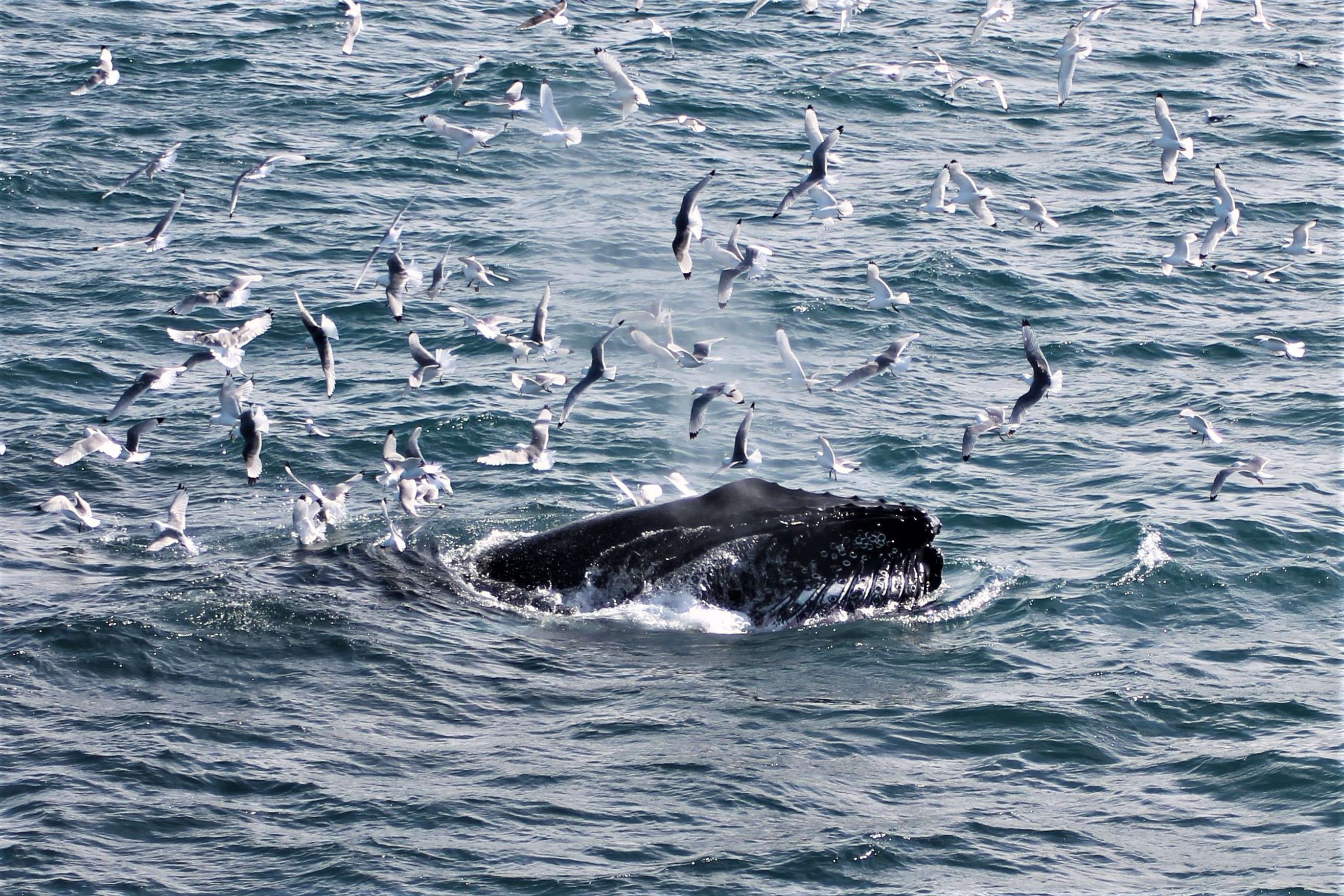 Reykjavik, croisière combinée observation des baleines et aurores boréales - Hizvo