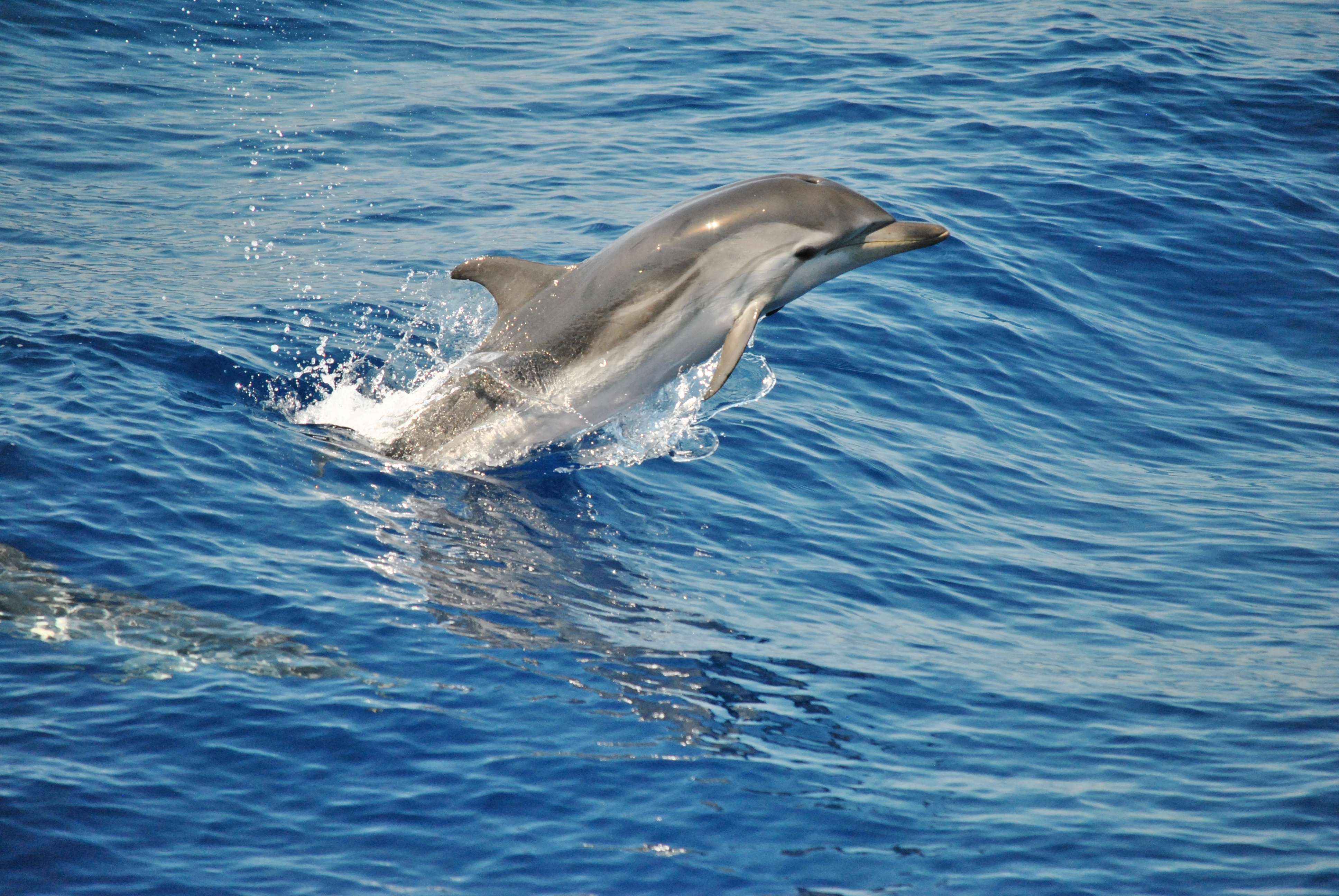 Billet pour l'Aquarium de Gênes et croisière d'observation des baleines - Hizvo