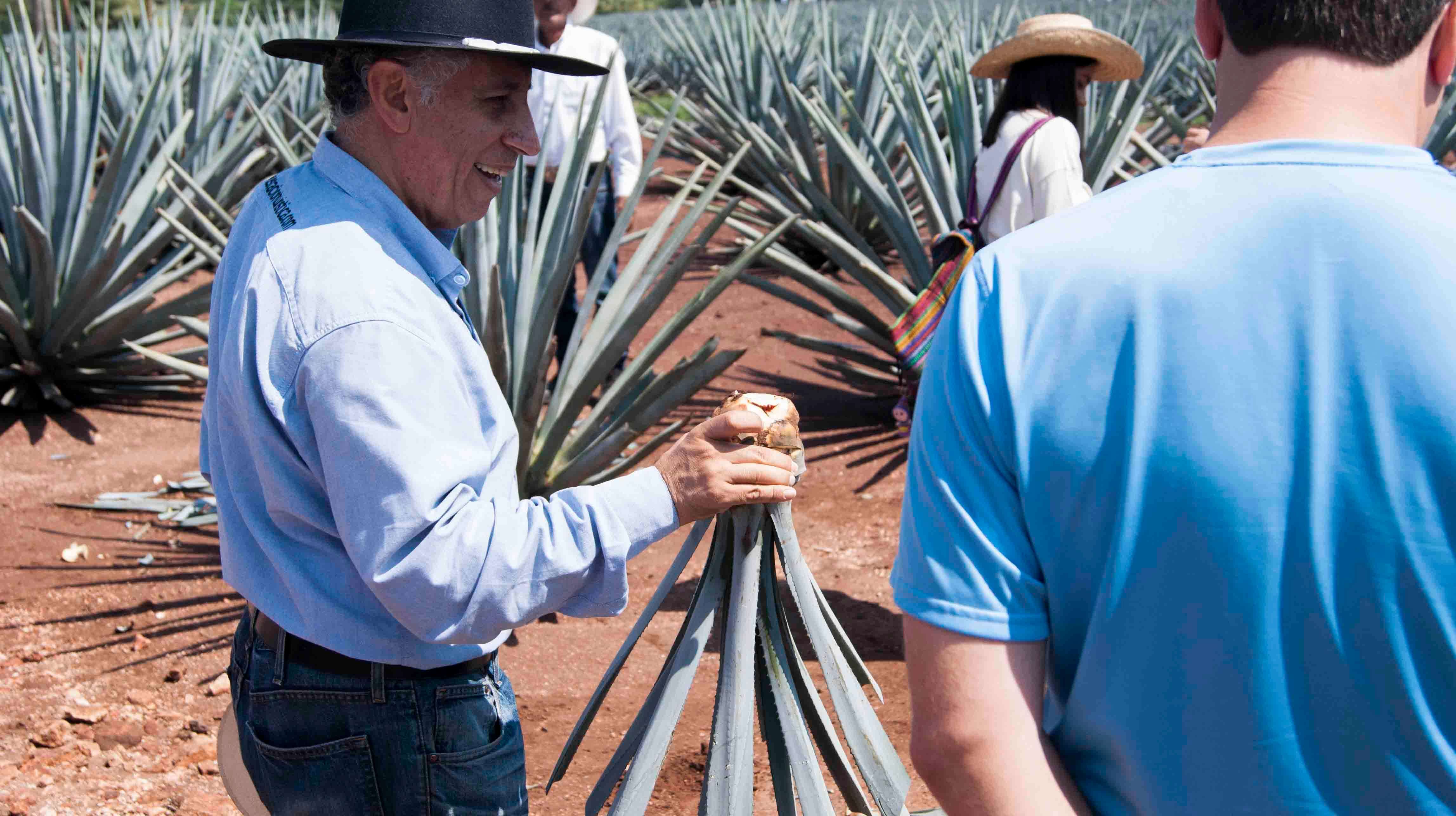 From Guadalajara, Pyramids & Jose Cuervo Tequila Tour - Hizvo