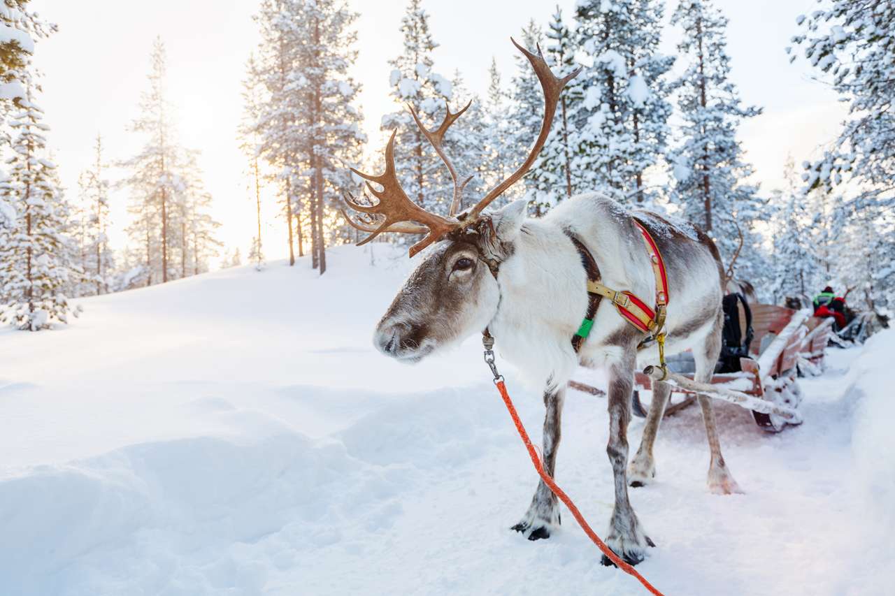 Rovaniemi, fattoria degli husky ed esperienza con le renne - Hizvo