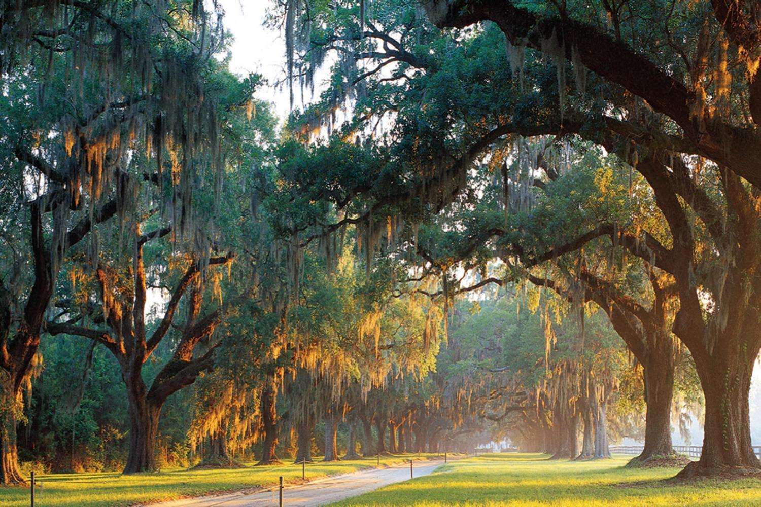 Charleston, Boone Hall ve Tarihi Şehir Turu Kombinesi - Hizvo