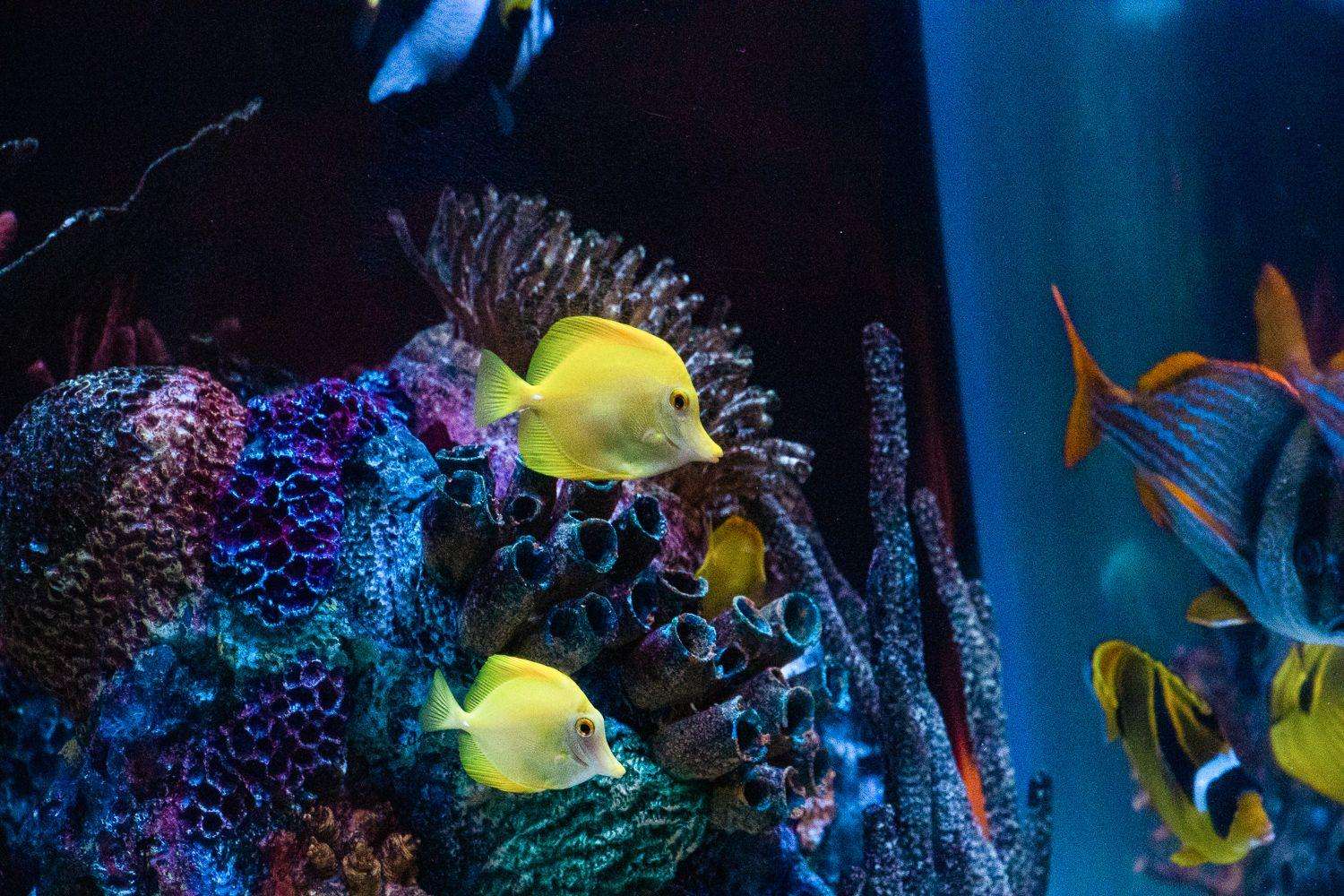Orlando, Aquarium SEA LIFE d'Orlando - Hizvo