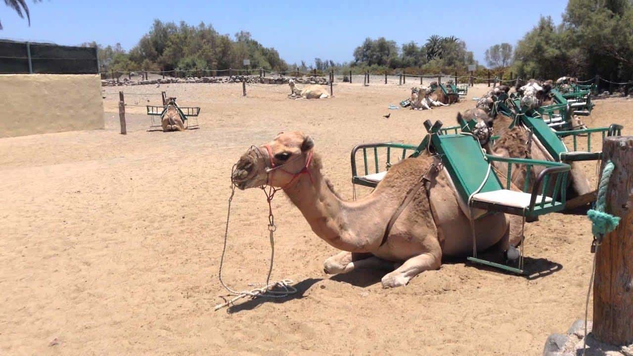 Tour della città in e-Scooter + giro in cammello all'interno delle dune di Maspalomas - Hizvo