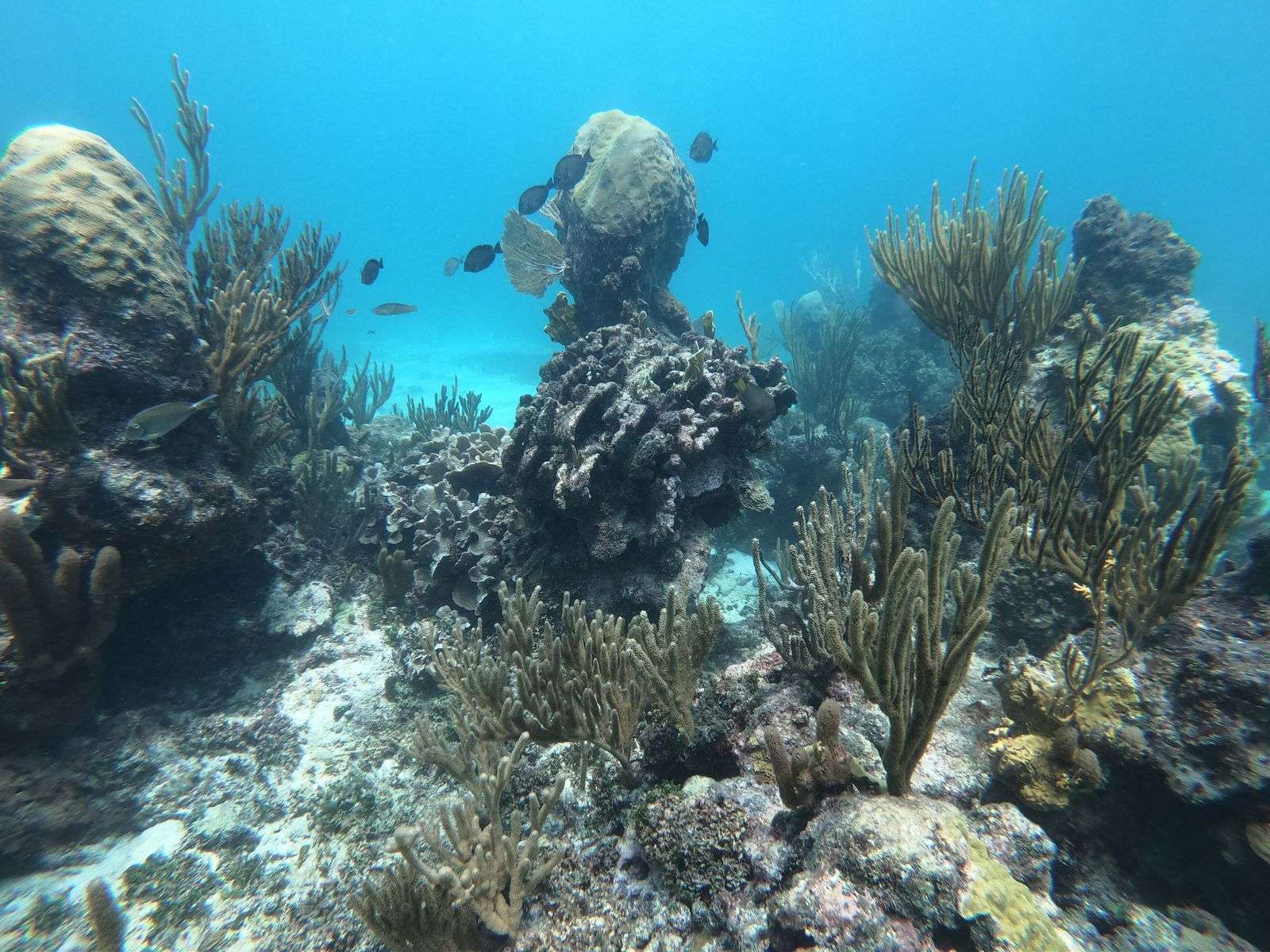 Tulum, privésnorkel- en zeilervaring - Hizvo