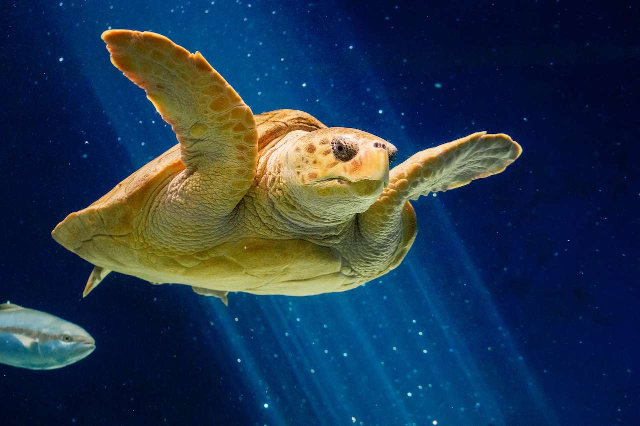 San Diego, CityPASS® Ahorre hasta un 48% en atracciones imperdibles - Hizvo